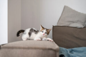 pet furniture cover