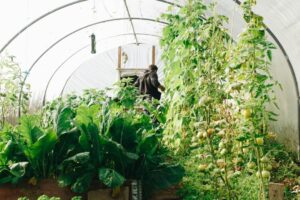 greenhouse tarp