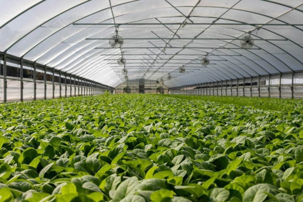 A greenhouse tarp helps farmers increase their crop yield.
