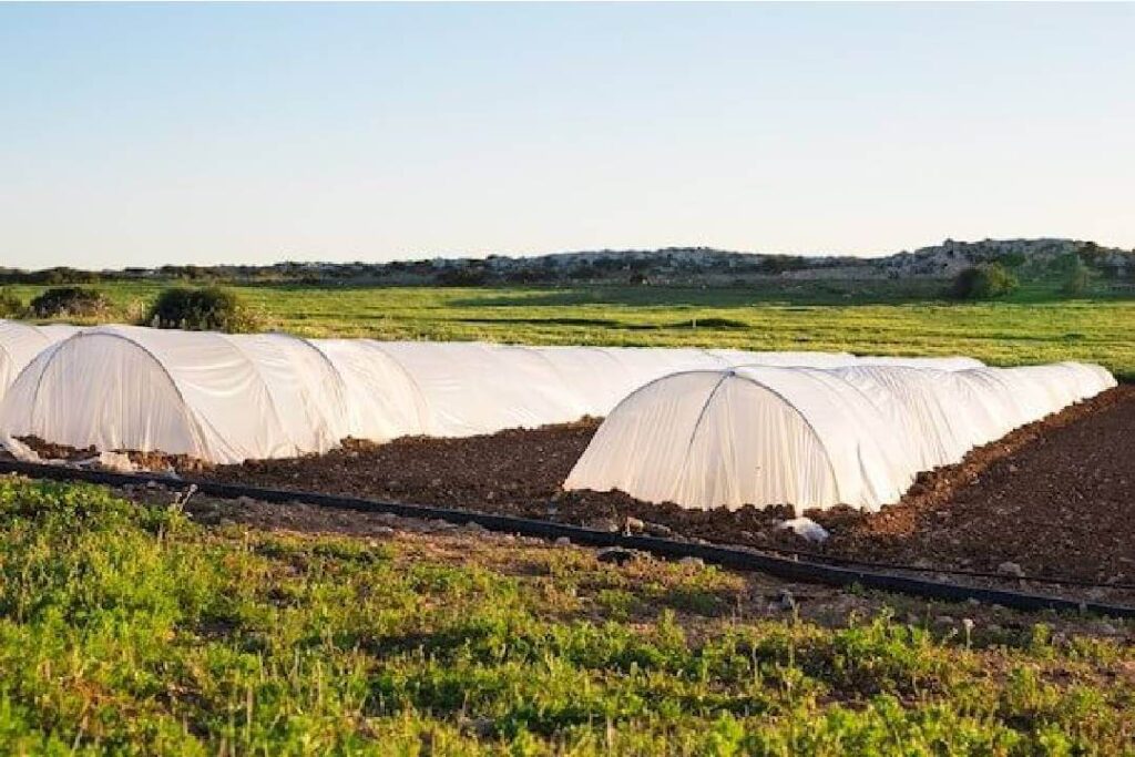 Agriculture tarps help protect crops from pests, ensuring they grow well.