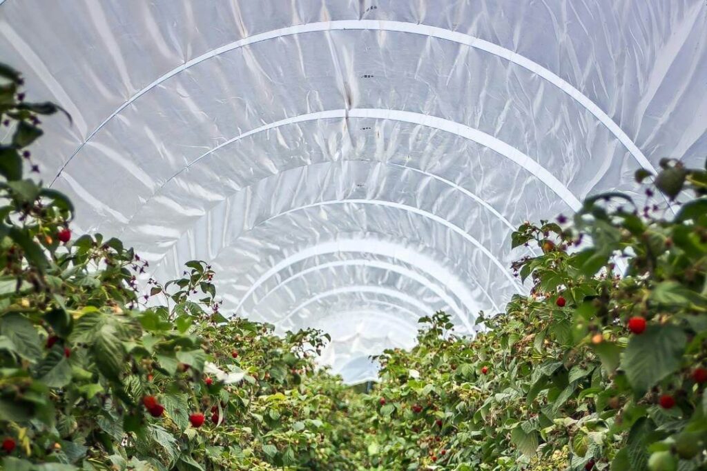 A tarpaulin greenhouse helps farmers protect their crops from external factors.