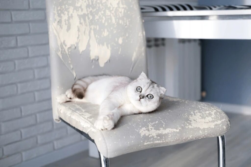 pet furniture cover