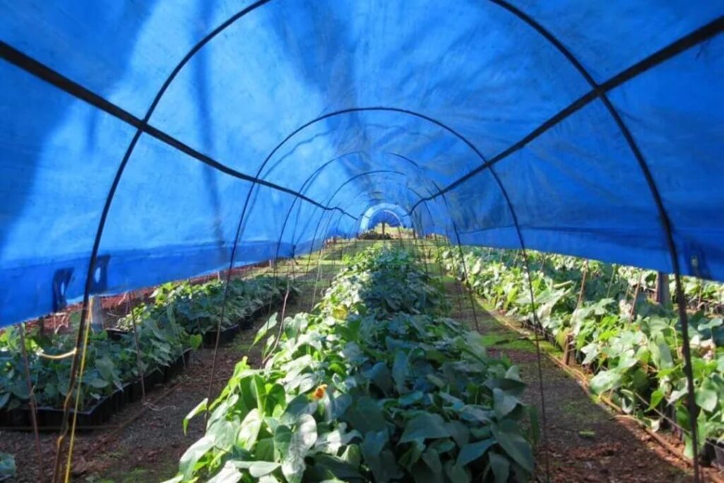 Crops can be protected from heat, moisture, pests, vermin, and more with a waterproof tarp.